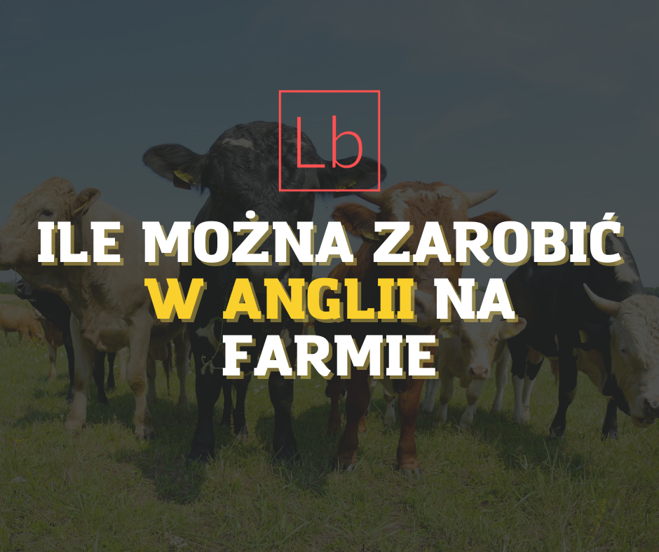 Ile można zarobić w Anglii na farmie?